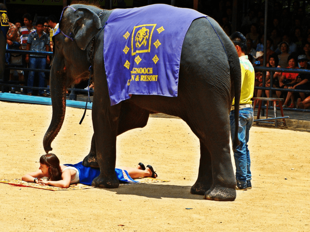  Elephant Abuse in Thailand