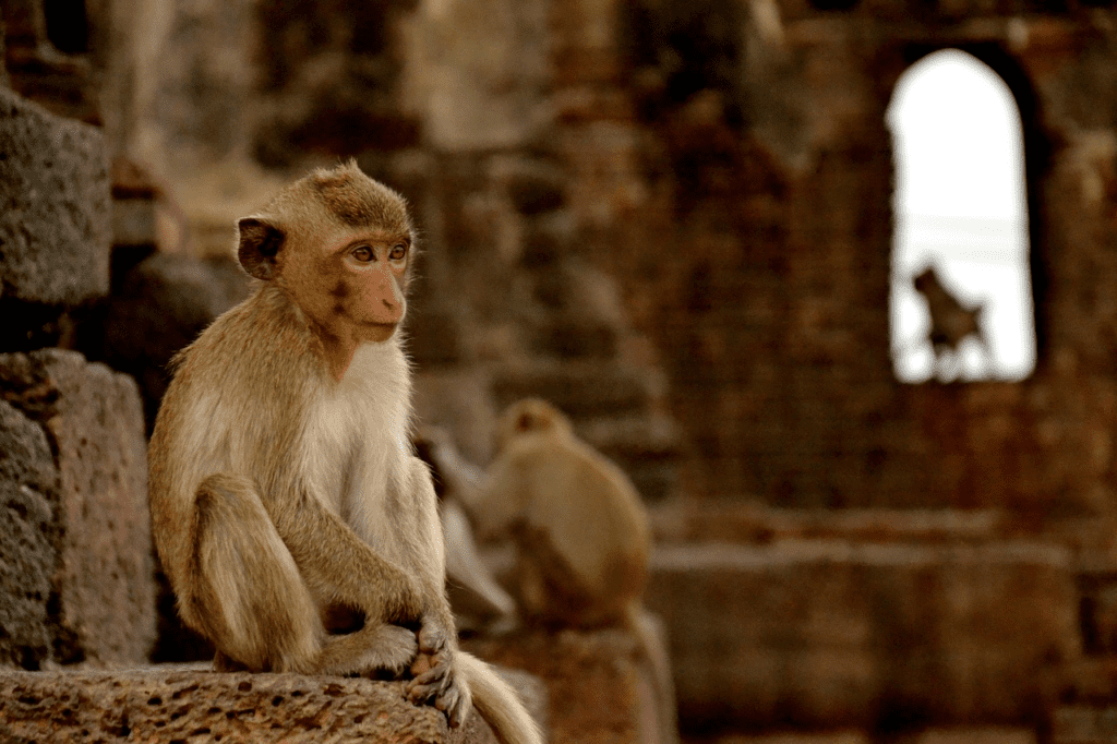 Monkeys of  Lopburi