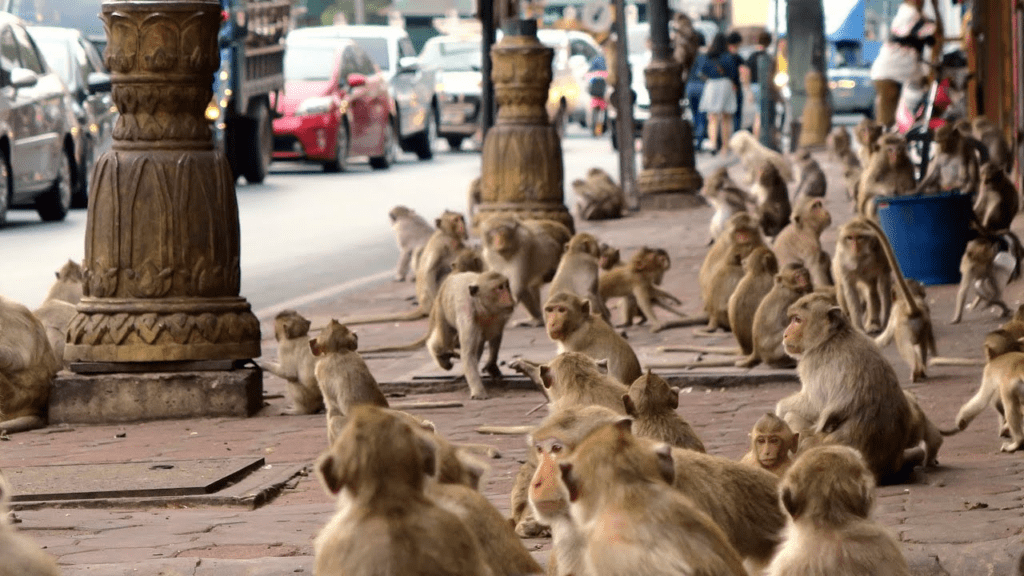 Monkeys of  Lopburi