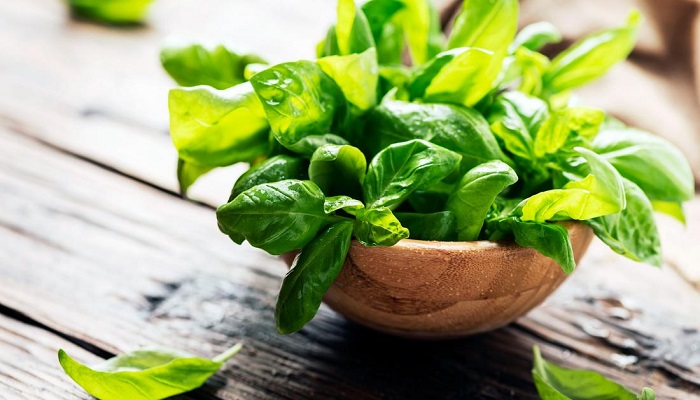 Viral fever home remedy - Use basil to cure viral fever